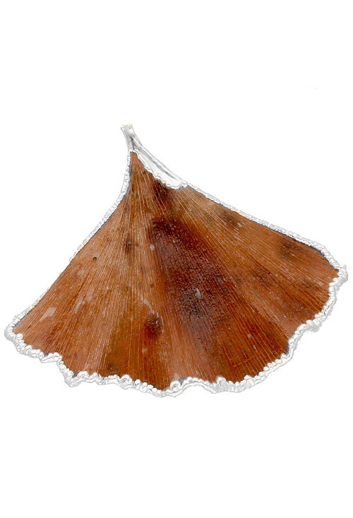 Colgante hoja natural biloba chapado en oro 270_BILOBA-BP-6-6